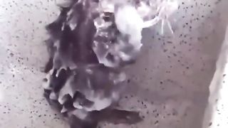 animals that wash their bodies