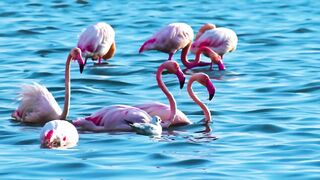 Animals 4k 58