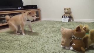 Toys and play dogs that will imitate you
