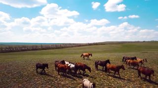 Animals 4k 59