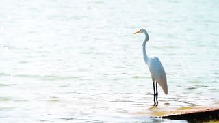 Animals 4k 60