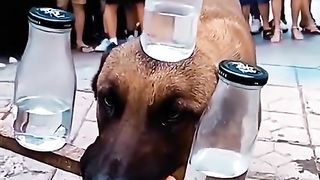 Dog ????????????