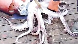 Octopus cutting