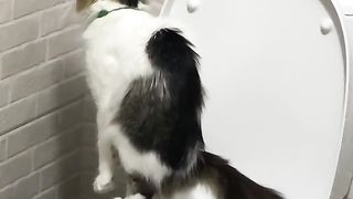 Кот на унитазе