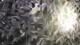How to catch Catfish use froggy
