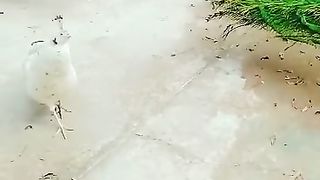 Peacock white and green