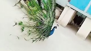 Peacock Opening Feathers white and green