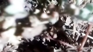 Animal livers 2