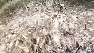 How to feed catfish
