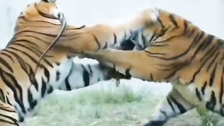 lion fight on the food