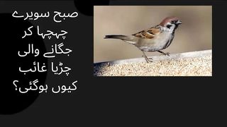 Why did the chirping bird disappear in the morning