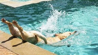 Funny Dogs and Cats Videos Funny Pets 2023