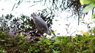 Animals 4k 61