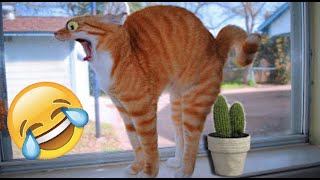 ANIMAUX DRÔLES 2022 #59 Essayez de ne pas rire
