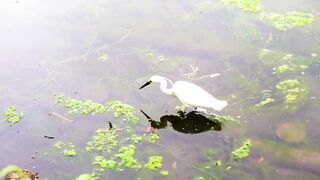 Animals 4k 62