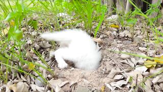 This Beautiful Tiny Kitten Lives Wandering And Uses Earth Burrow As Shelter - Kitten Meow.