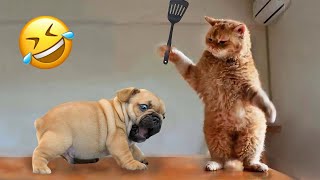 Animaux les plus drôles  Nouvelles vidéos drôles de chats et de chiens  Partie 6