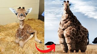 The Amazing Animals Transformation: From Adorable Puppy to Majestic Dog