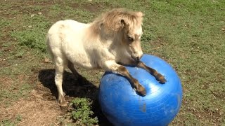 FUNNIEST Pet Fails! | Best Compilation 2023