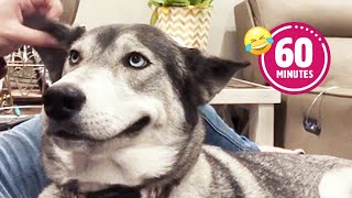 FUNNY Husky Moans for Scratches |BEST Cat & Dog Videos 2023