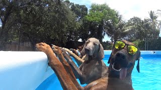 BEST Pets of the Summer| Funniest Cats and Dogs