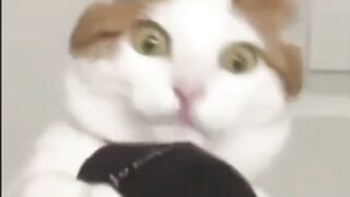 so trending funny animals videos ???? 2