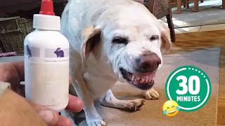 Hilarious Dog Hates Medicine | FUNNIEST Cats and Dogs - Best Pet Videos