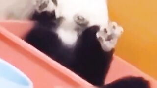 Cat funny video