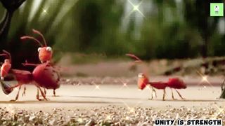 motivantional story || unity is strenght