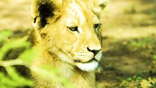 Animals 4k 63
