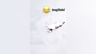 Funny pets Part 1
