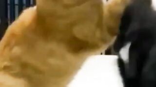 Cat and dog funny animals video