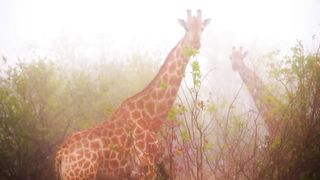 Animals 4k 65