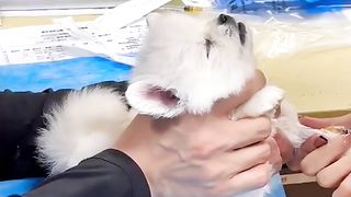 best doge
