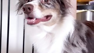 best doge 2