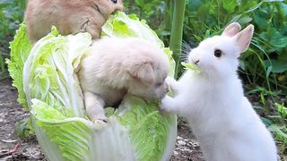 Cute animal 9