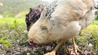 Village-Lifestyle-In-IRAN-Cooking-Chicke_
