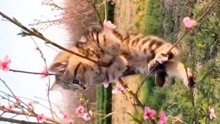 "Compilation of Cute Cats: Adorable and Charming Cat Behaviors!"