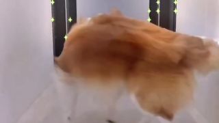 Cute Dog ???? Dancing