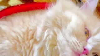 Cute cat video…
