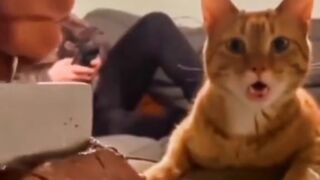 Funy cats in everyday life