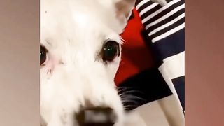 Funny video| dog funny video |