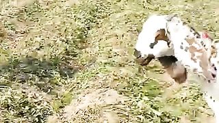 pregnant beetal goat