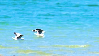 Animals 4k 67