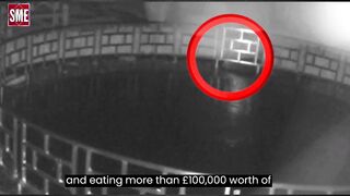 Otter steals £100,000 worth of koi carp from Chester hotel pond