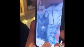 FUNNY_CAT_MEMES_COMPILATION_OF_2023_V29(720p).