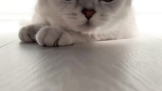 ????_#cat_#cats(720p).