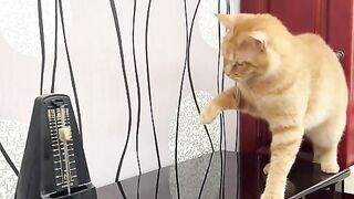 A cat with rhythm