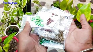 Top 11 vegetables we can grow in September & Oct in Hindi/Urdu