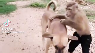 Funny video
